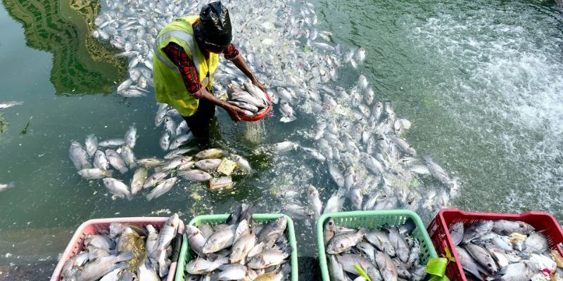 Indian Fisheries