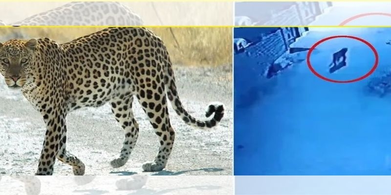 Leopard entered Jodhpur